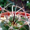 Gymnocalycium_ hossei _b3